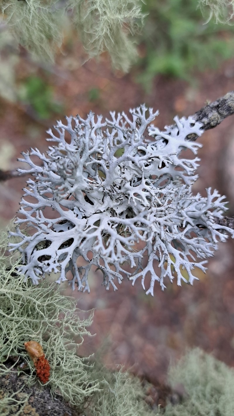 Intense Light And Dark Lichen photo 3