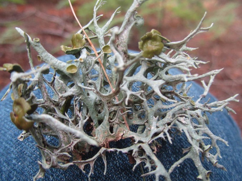 Intense Light And Dark Lichen photo 4