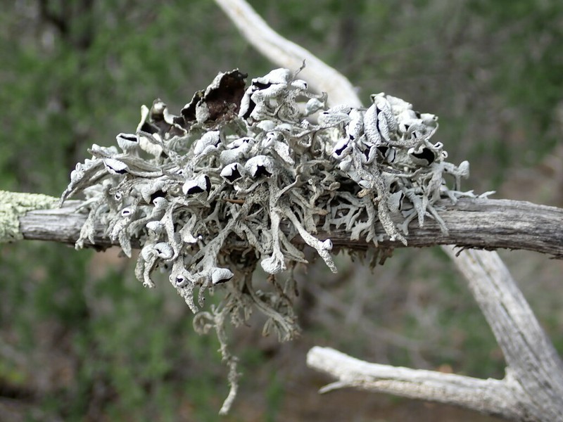 Intense Light And Dark Lichen photo 5