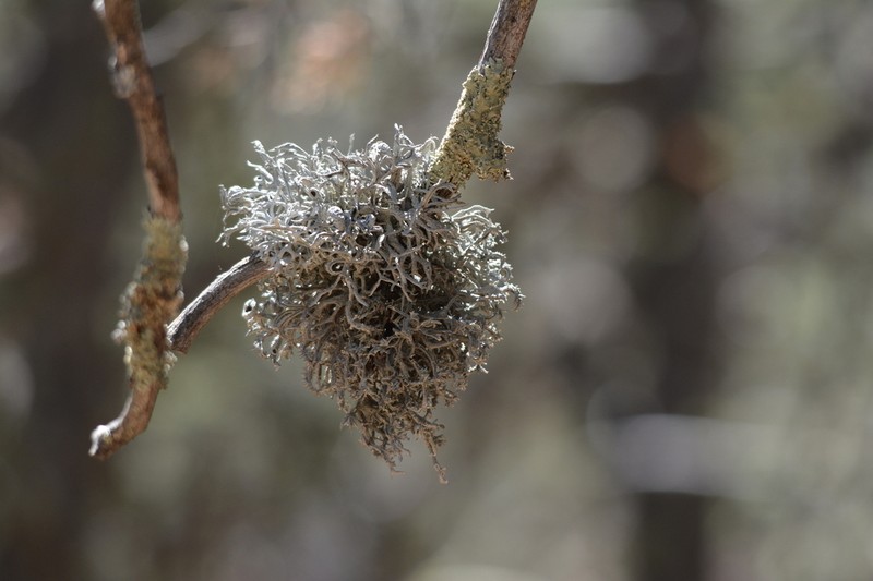 Intense Light And Dark Lichen photo 6