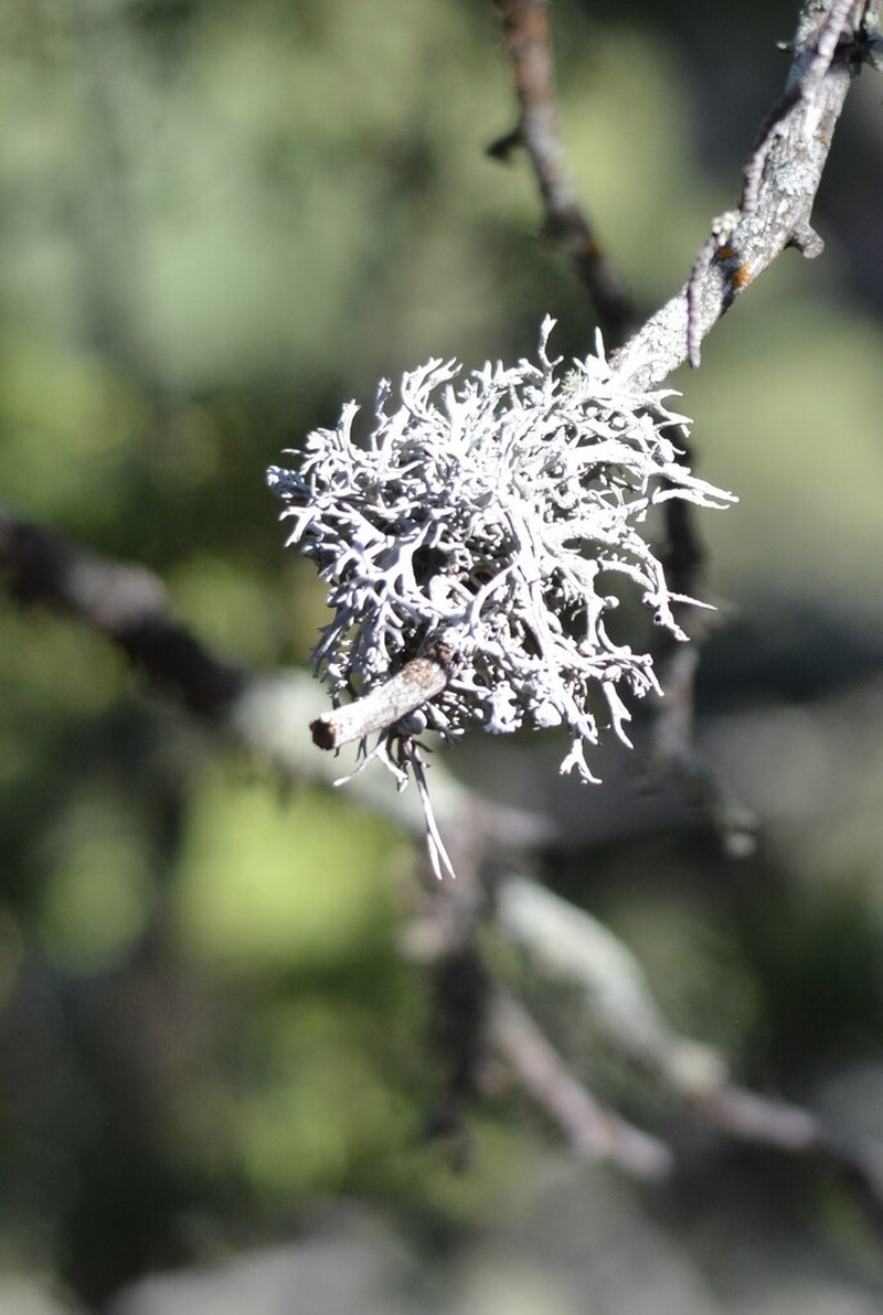 Intense Light And Dark Lichen photo 7