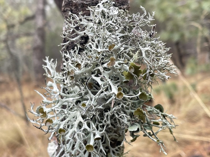 Intense Light And Dark Lichen photo 8