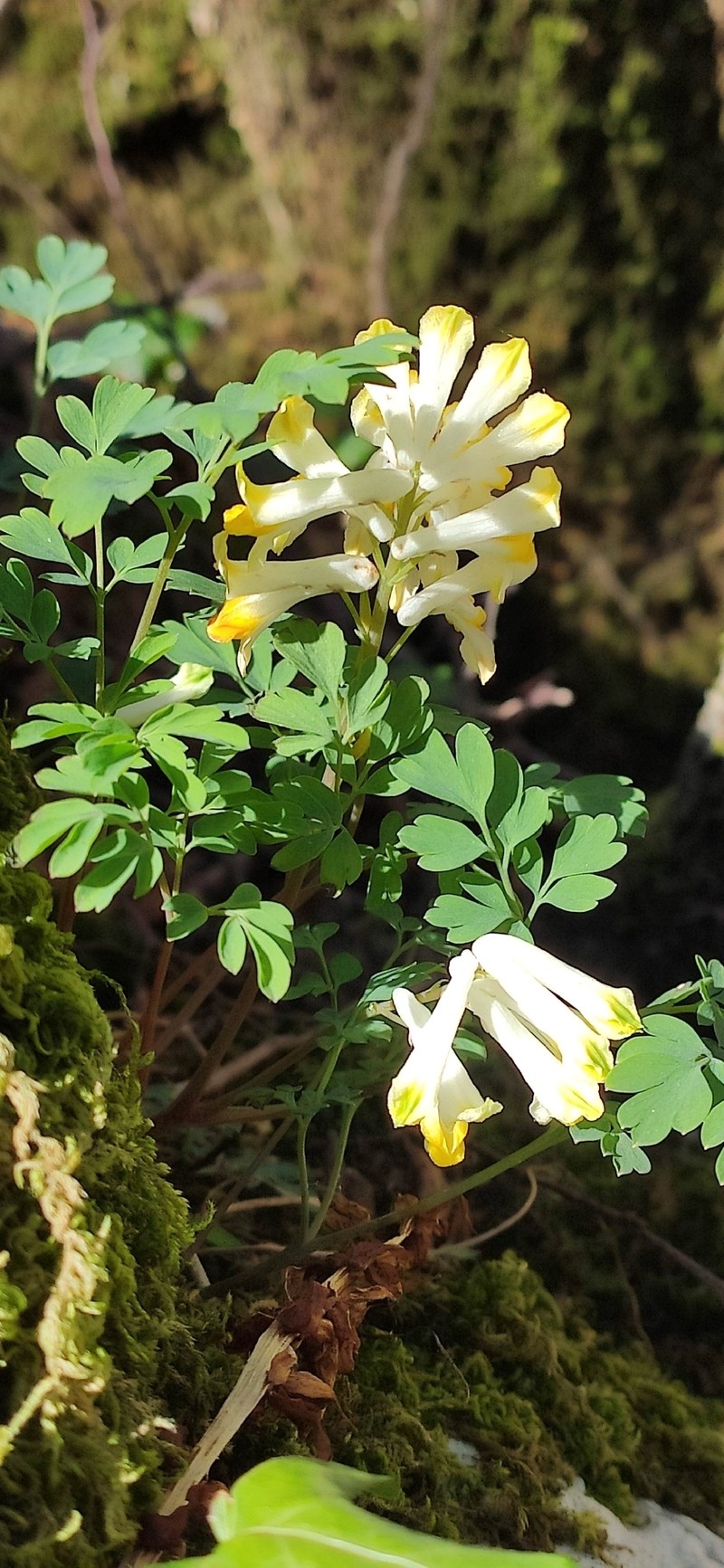 Pseudo-fumaria alba subsp. alba