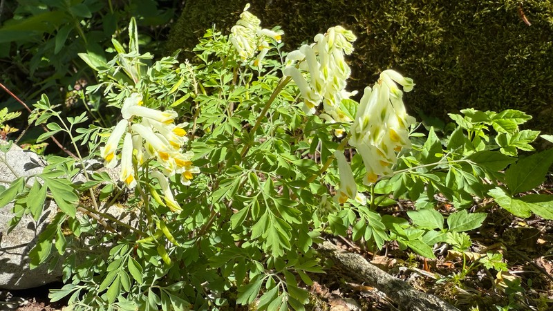 Pseudo-fumaria alba subsp. alba photo 2