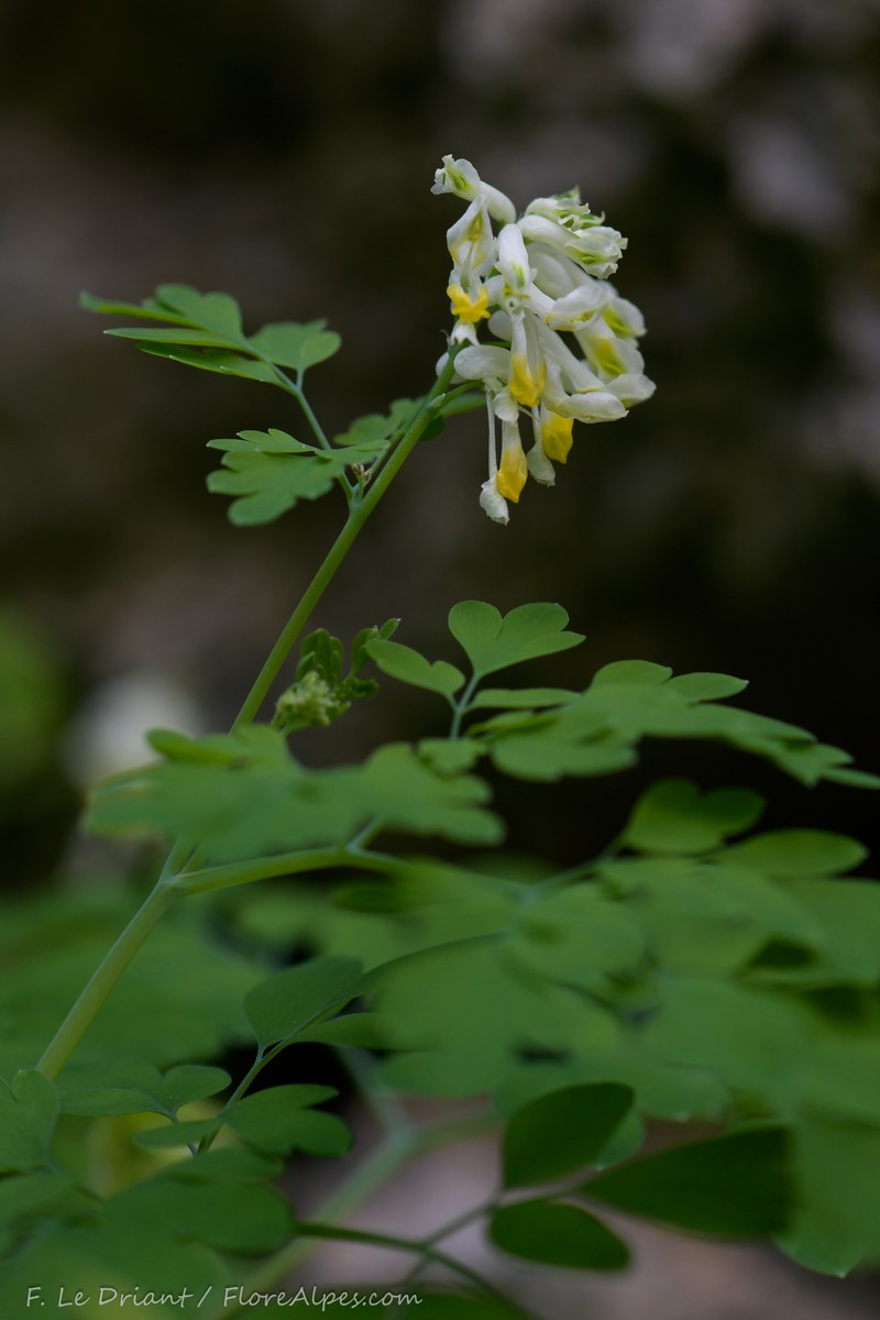 Pseudo-fumaria alba subsp. alba photo 3