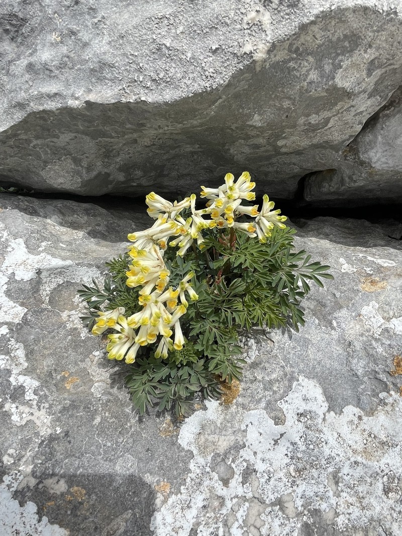 Pseudo-fumaria alba subsp. alba photo 4