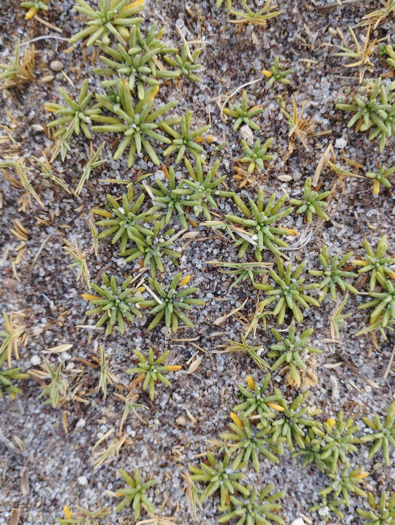 Pseudobaccharis acaulis
