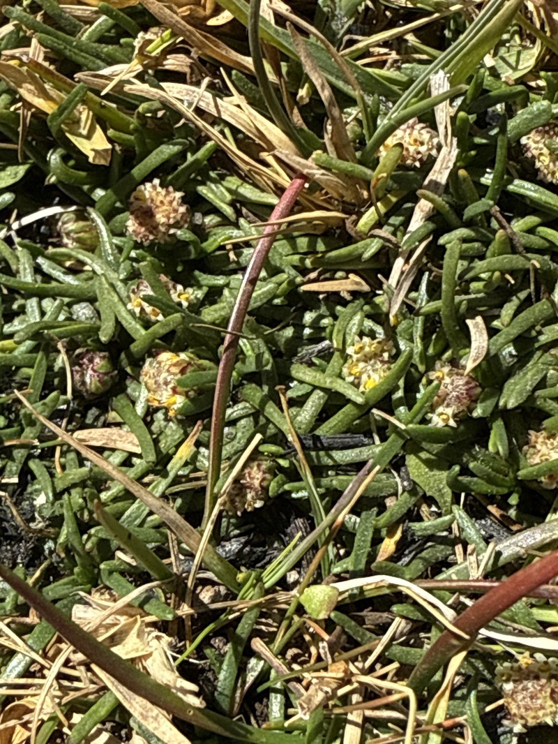 Pseudobaccharis acaulis photo 2