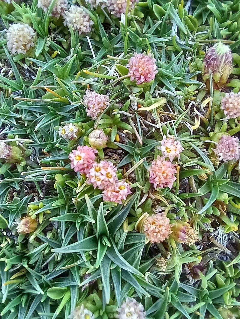 Pseudobaccharis acaulis photo 3