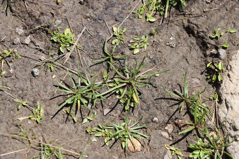 Pseudobaccharis acaulis photo 4