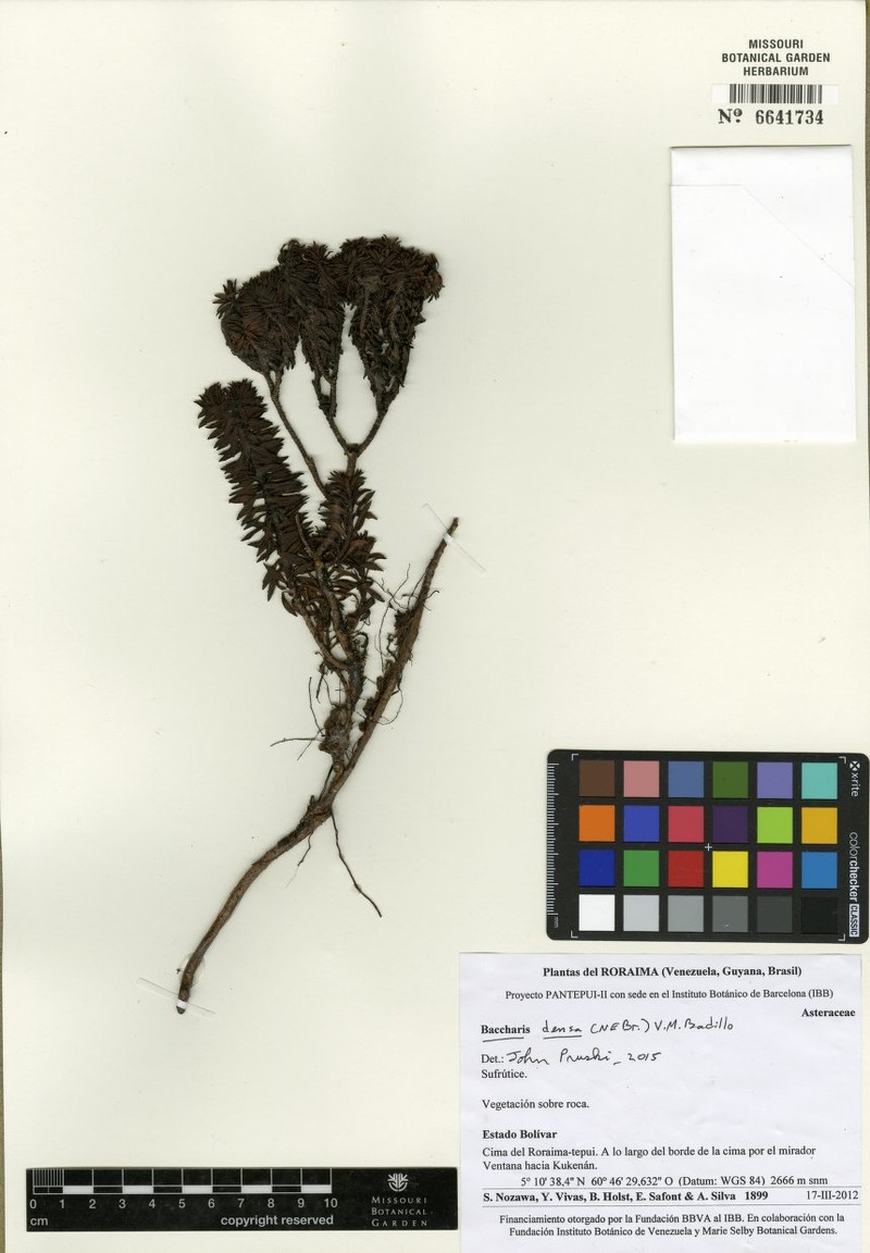 Pseudobaccharis densa
