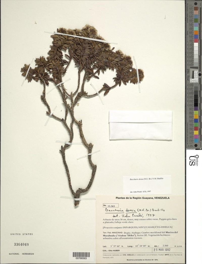 Pseudobaccharis densa photo 2