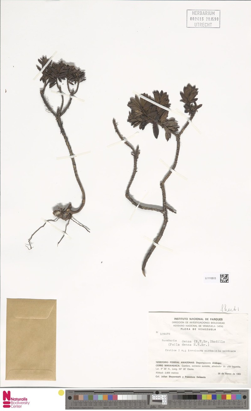Pseudobaccharis densa photo 4