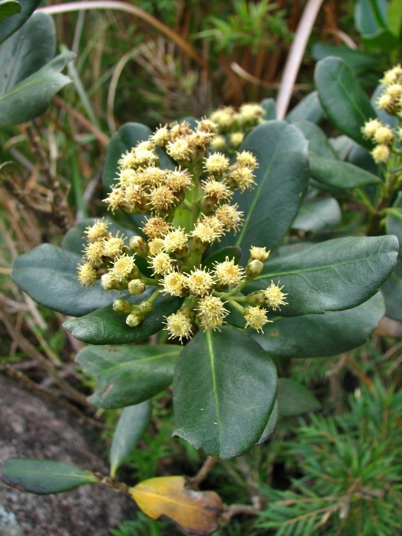 Pseudobaccharis macrophylla