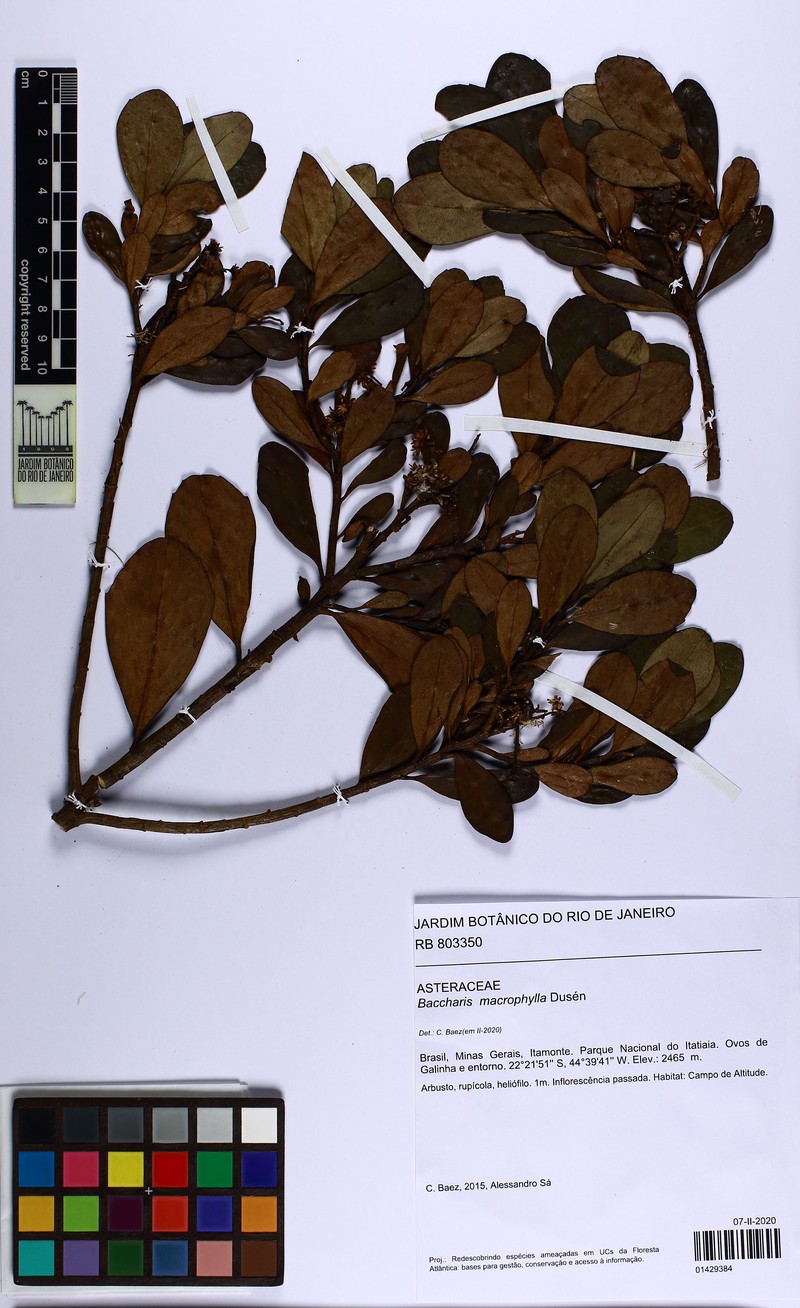 Pseudobaccharis macrophylla photo 2