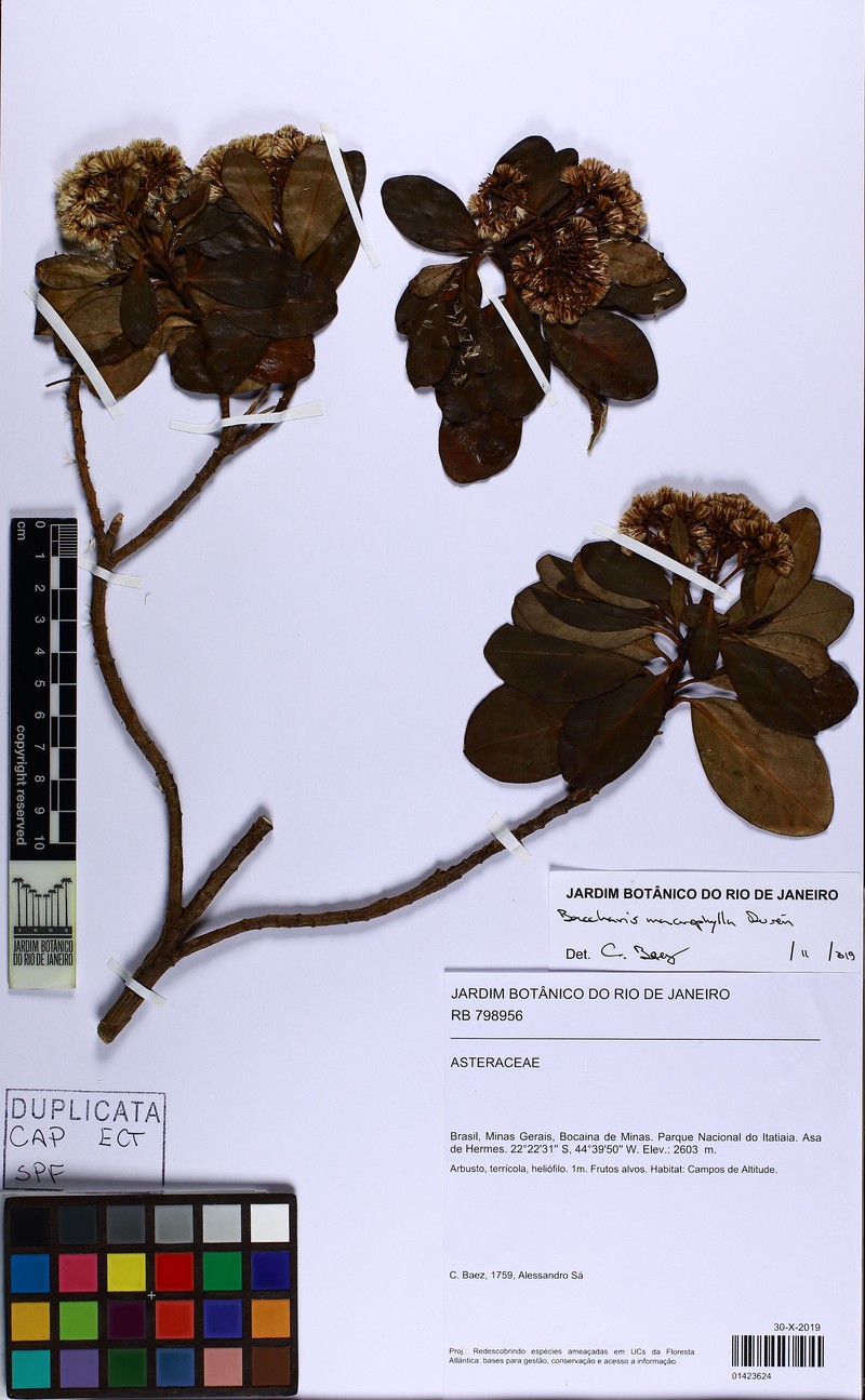 Pseudobaccharis macrophylla photo 3