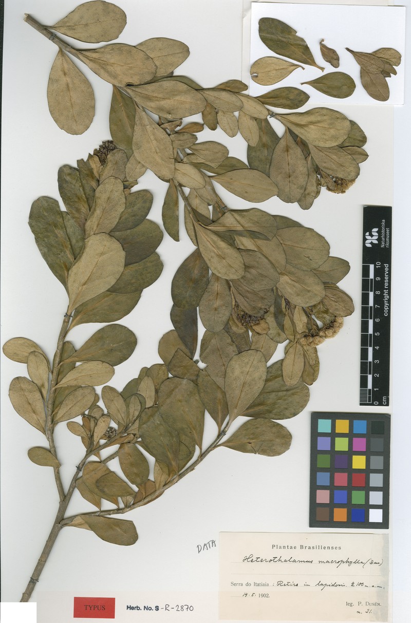 Pseudobaccharis macrophylla photo 4