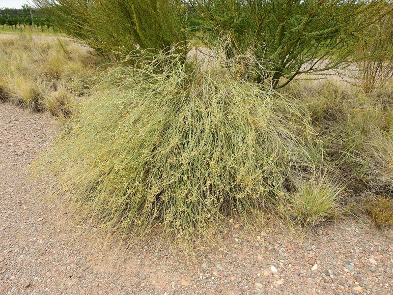 Pseudobaccharis retamoides