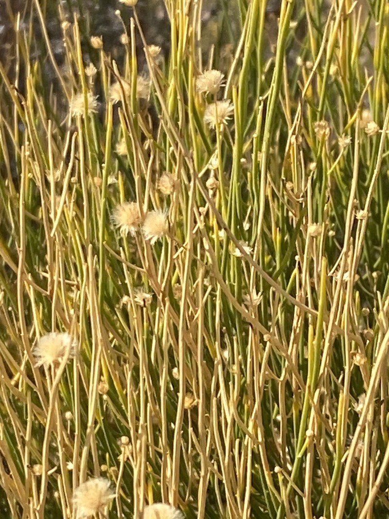 Pseudobaccharis retamoides photo 2