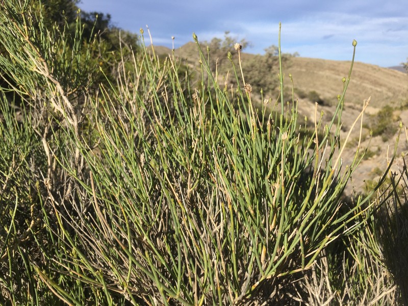 Pseudobaccharis retamoides photo 3