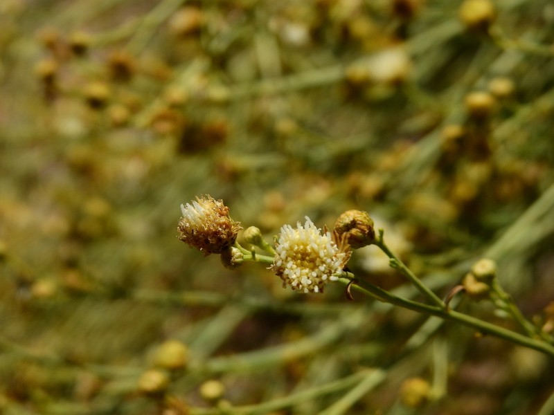 Pseudobaccharis retamoides photo 4