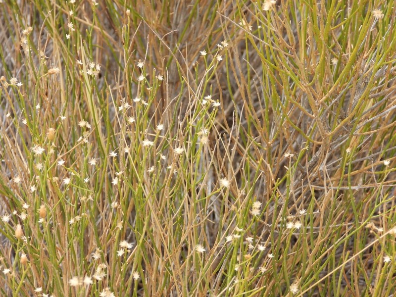 Pseudobaccharis spartioides