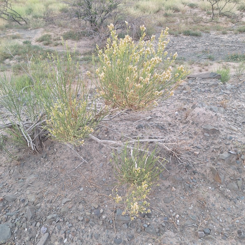 Pseudobaccharis spartioides photo 2