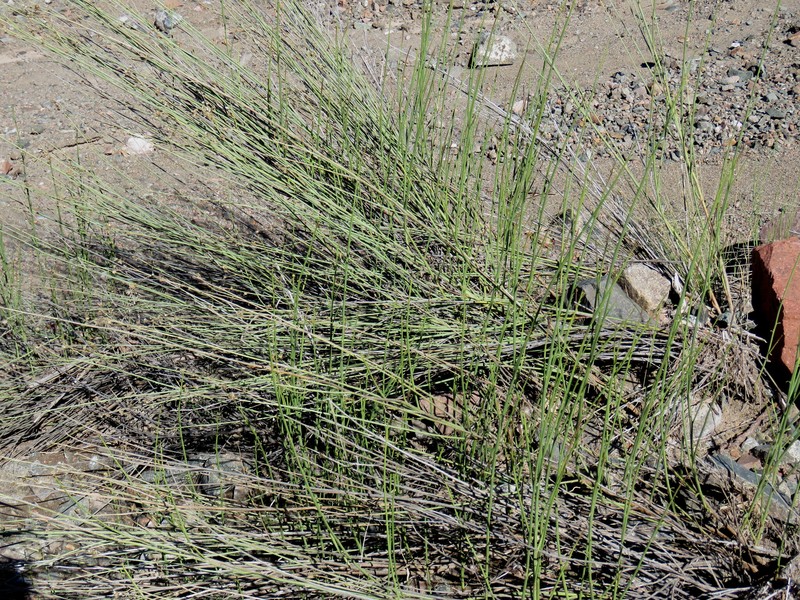 Pseudobaccharis spartioides photo 3