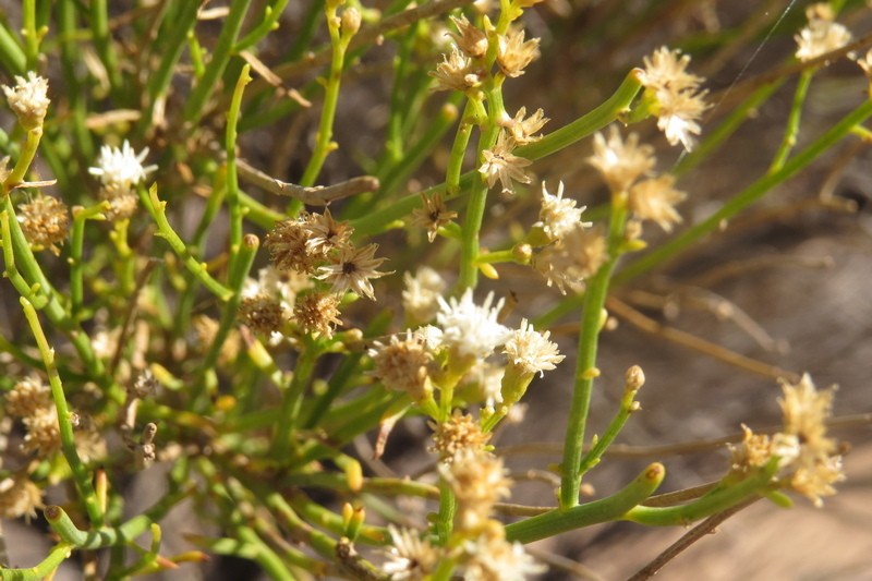 Pseudobaccharis spartioides photo 4