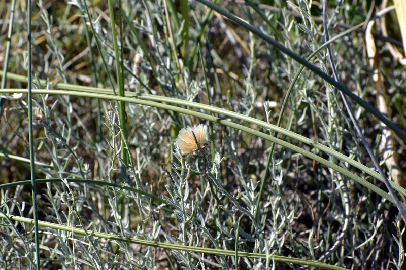 Pseudobaccharis tenella