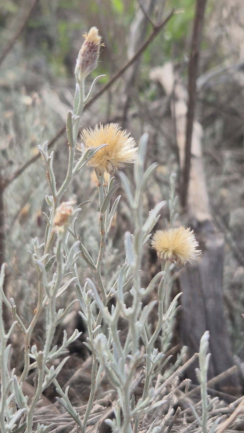 Pseudobaccharis tenella photo 2