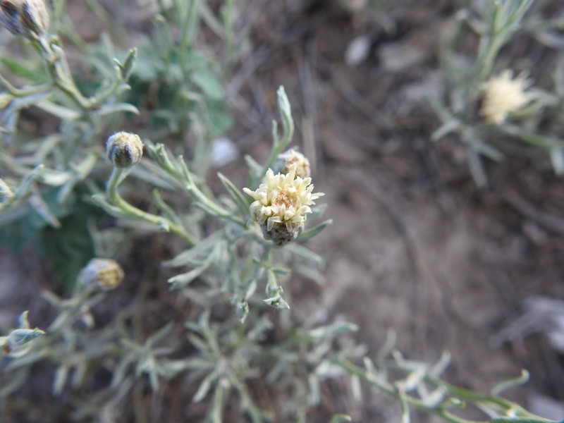 Pseudobaccharis tenella photo 3