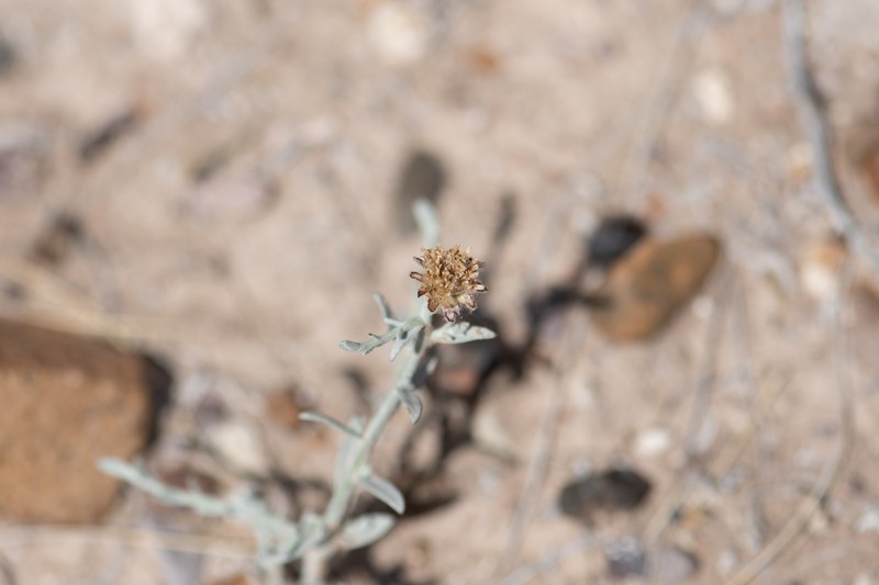 Pseudobaccharis tenella photo 4