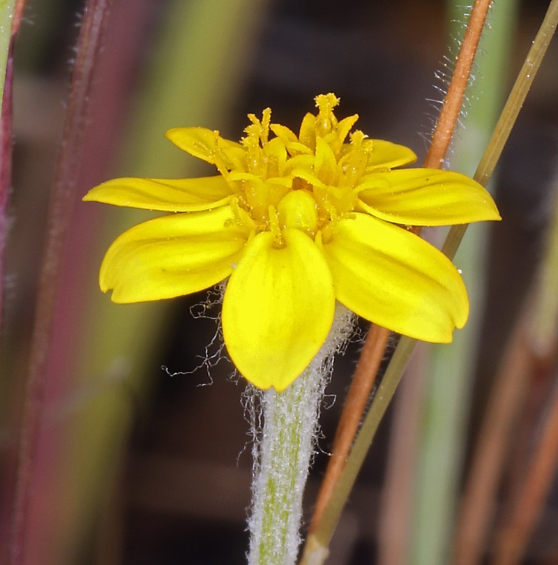 Hartweg's Golden Sunburst