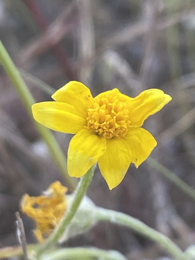 Hartweg's Golden Sunburst photo 2