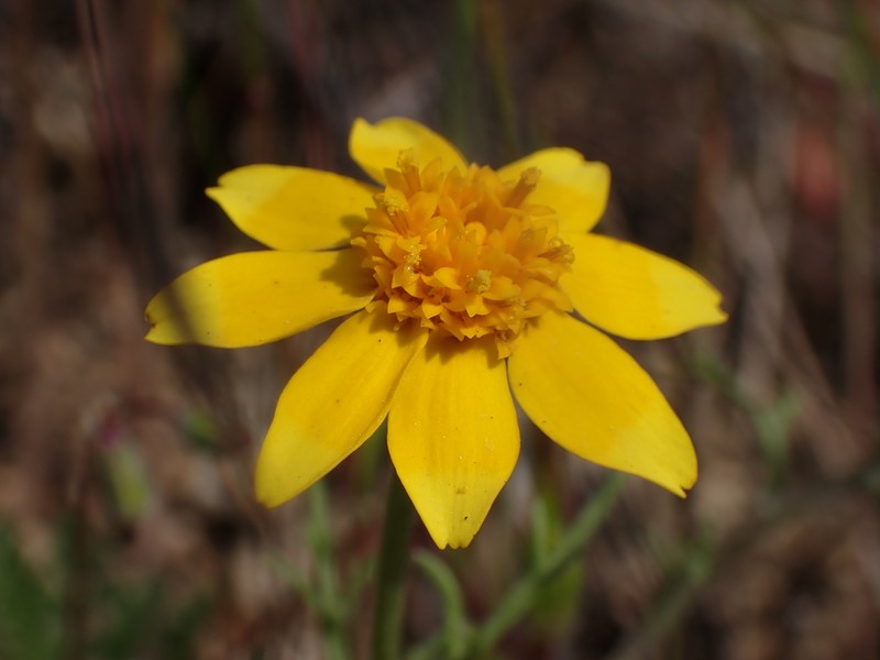 Foothill Sunburst