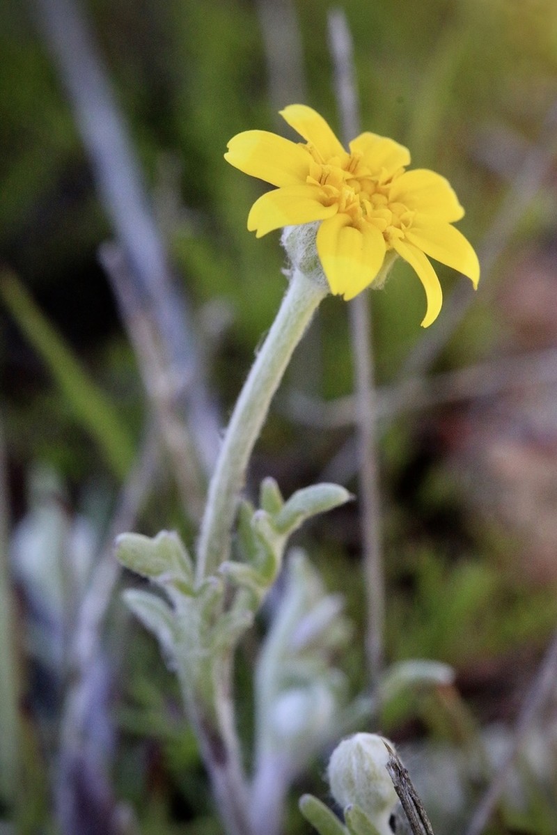 Foothill Sunburst photo 2
