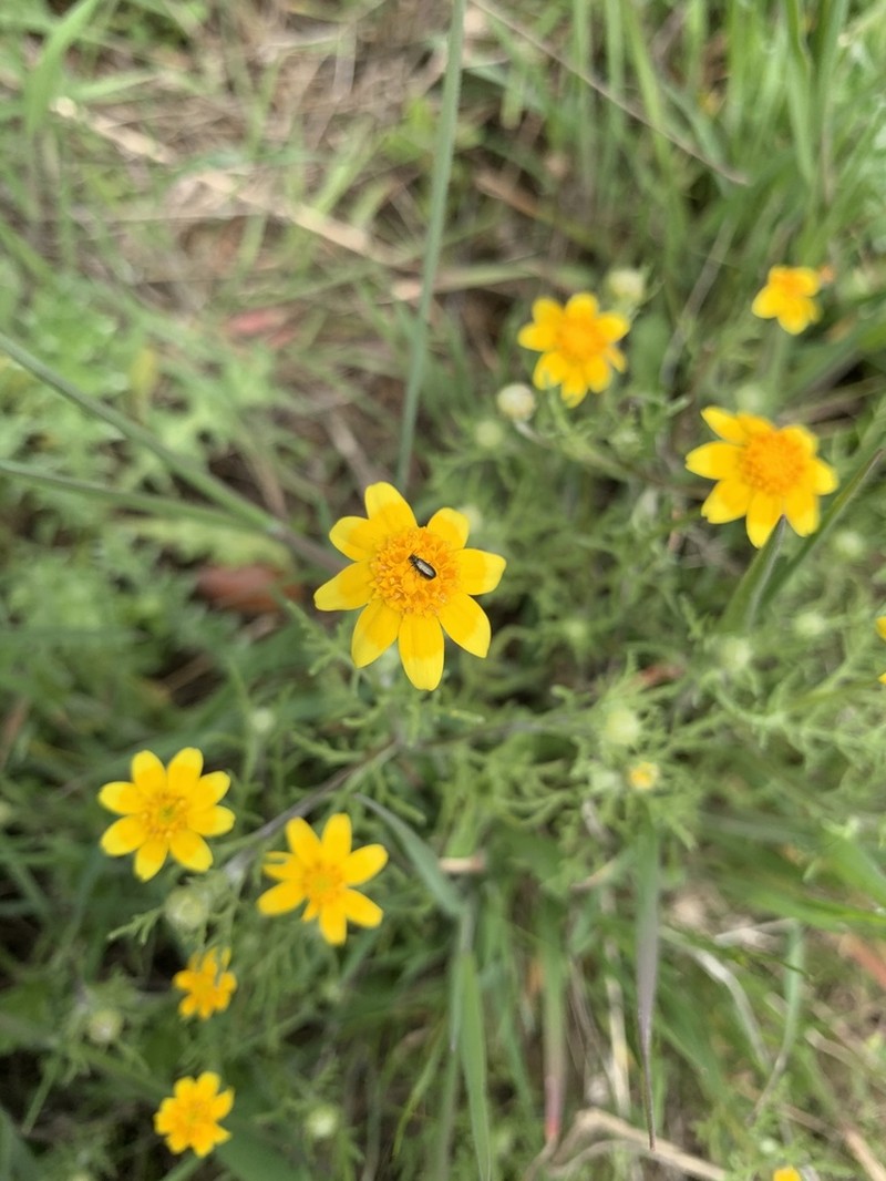 Foothill Sunburst photo 5