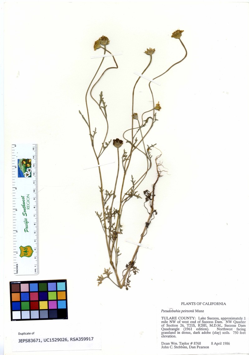 San Joaquin Adobe Sunburst