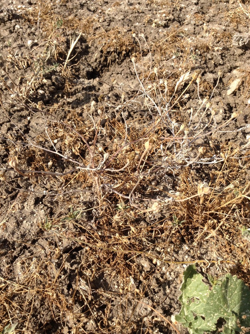 San Joaquin Adobe Sunburst photo 7