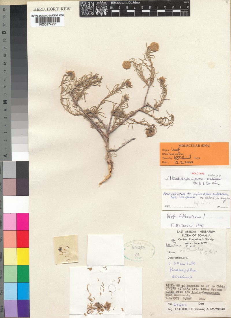 Pseudoblepharispermum mudugense