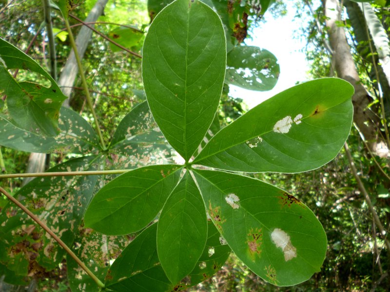 Pseudobomba ellipticum