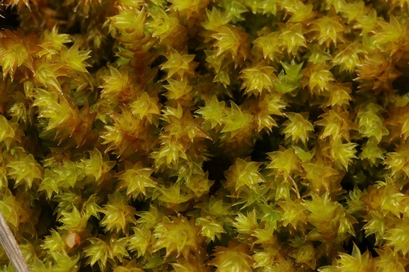 California Pseudobraunia Moss