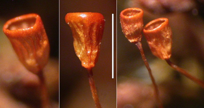 California Pseudobraunia Moss photo 2