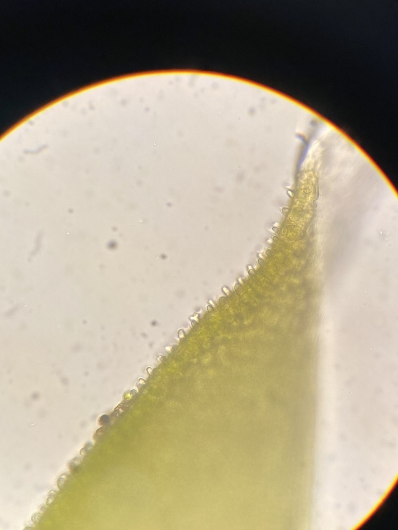 California Pseudobraunia Moss photo 3