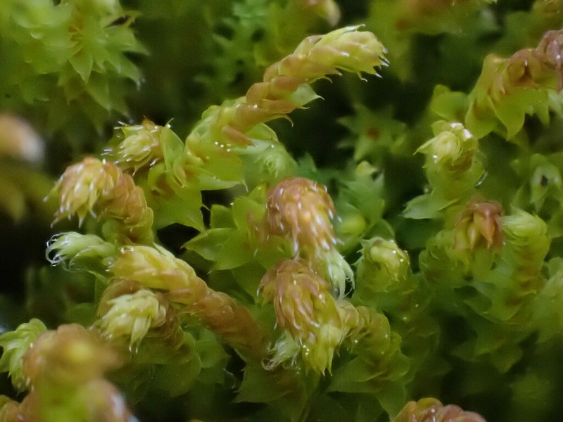 California Pseudobraunia Moss photo 4