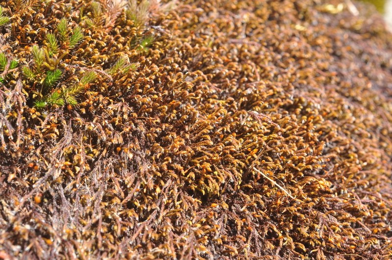 California Pseudobraunia Moss photo 5