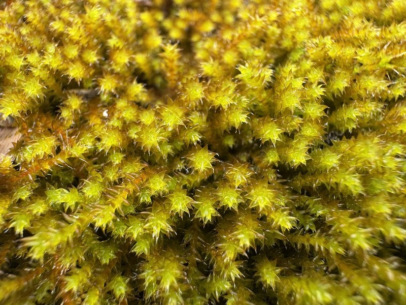 California Pseudobraunia Moss photo 6