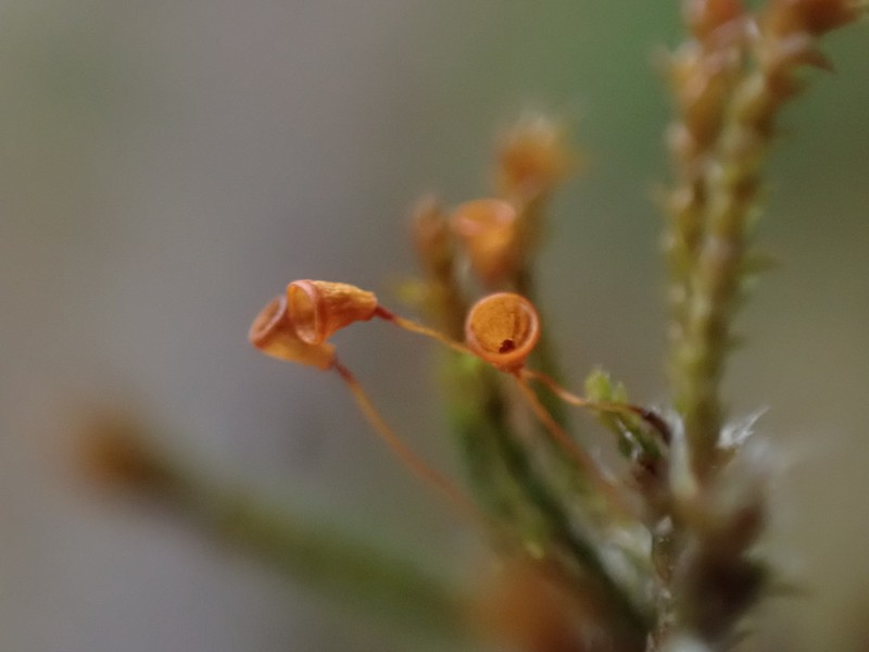 California Pseudobraunia Moss photo 7
