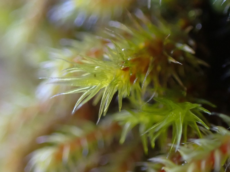 California Pseudobraunia Moss photo 8